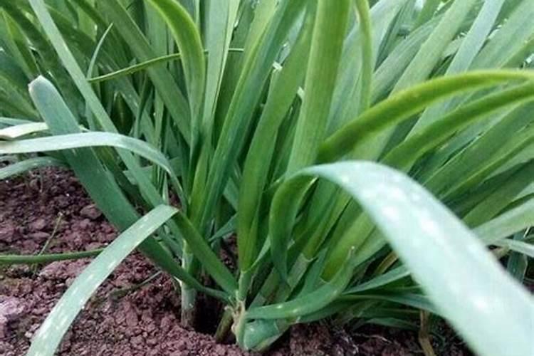 黄桷兰的鉴赏与栽培养护