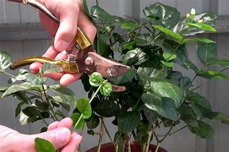 枣树上使用哪些叶面肥料效果比较好？