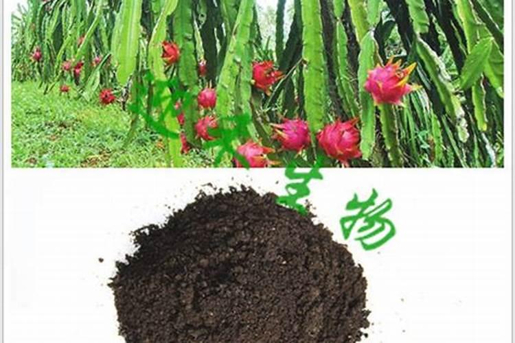 请问火龙果开花后是否要施肥多久才施一次肥