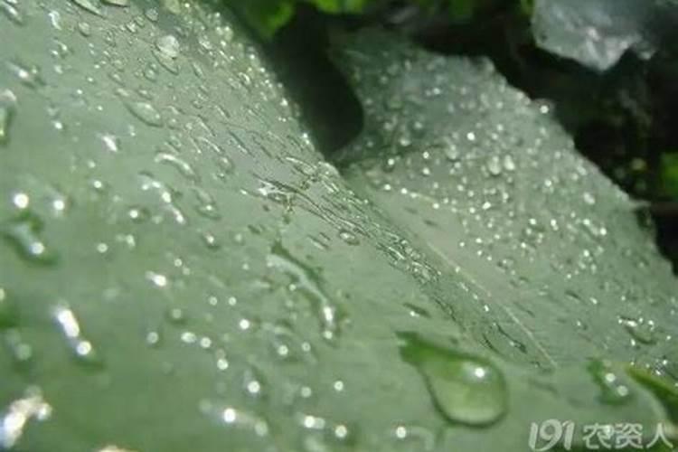 茶梅移栽多久能成活