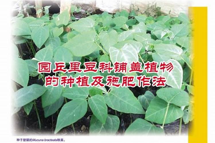 为什么豆类植物不需要施氮肥
