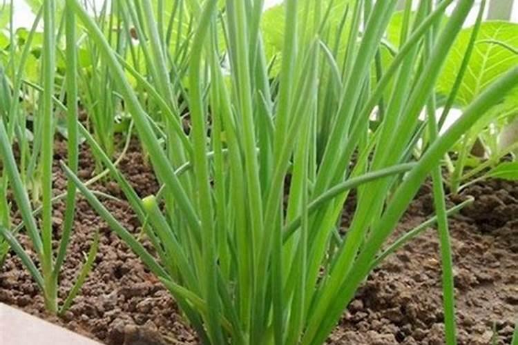 氨基酸水溶肥价格表2025