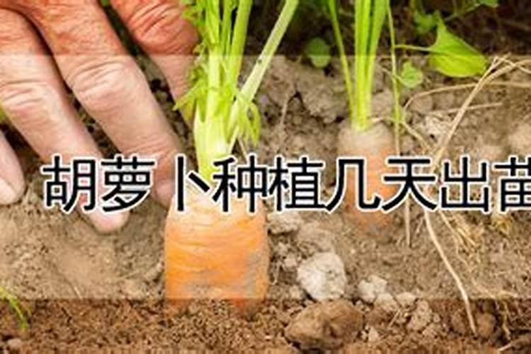 胡萝卜最好的肥料是什么？