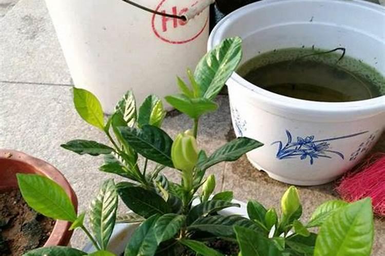 三角梅牙签苗如何处理生根快