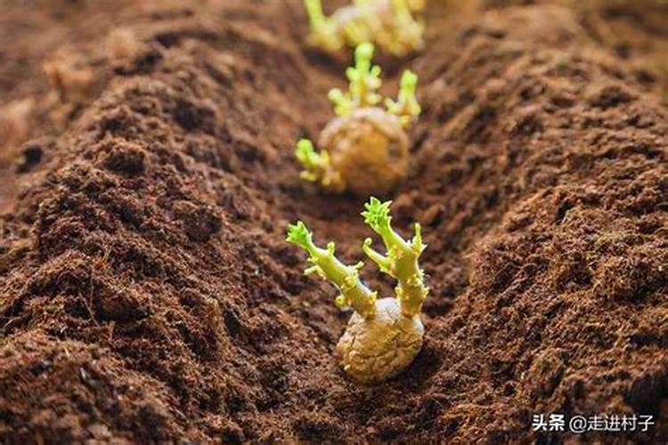 土豆追肥用什么肥料？用了这些肥料土豆养得活才怪