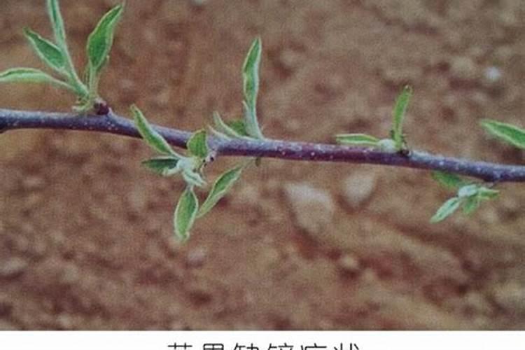 梨树缺锌的外部表现如何？怎样矫正？