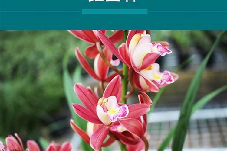 菊花为什么不能施尿素肥？