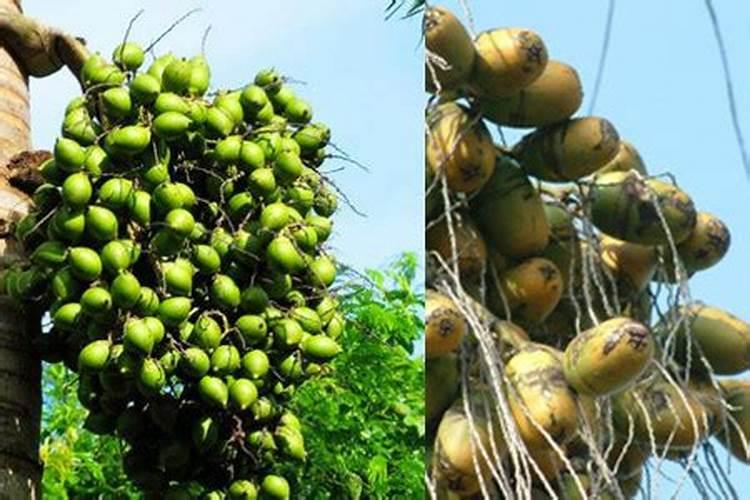 脱叶剂打后下雨行不行？