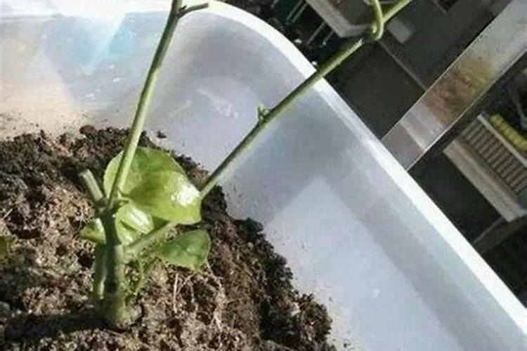 棉花打完脱叶剂12小时下雨了管用吗吗