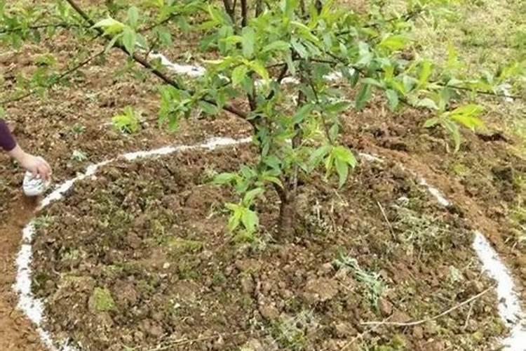 果树追肥什么复合肥好