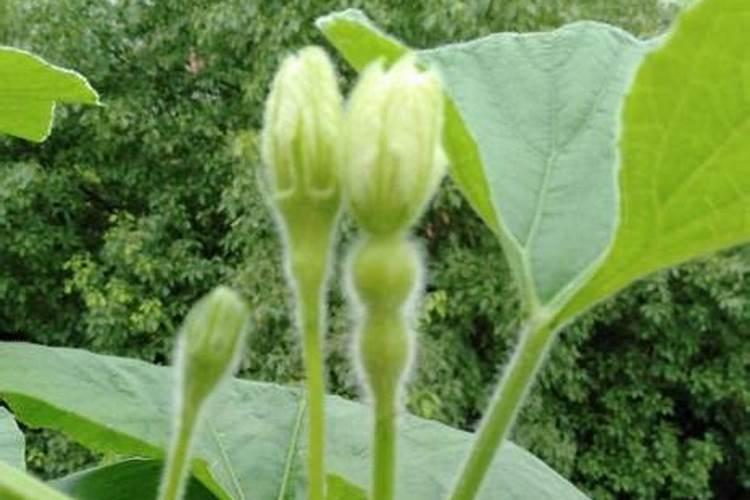 老师们蒲瓜根部流浓是什么病害？