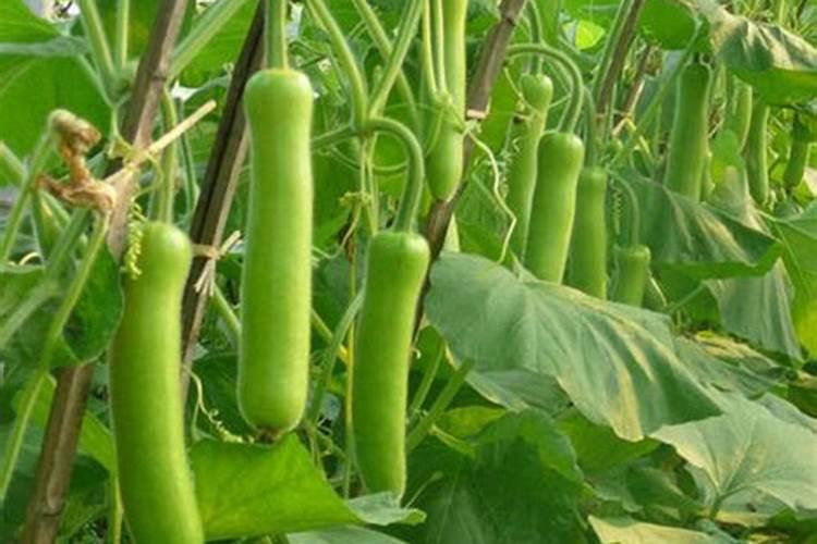 巴丹可防治哪些蔬菜害虫？