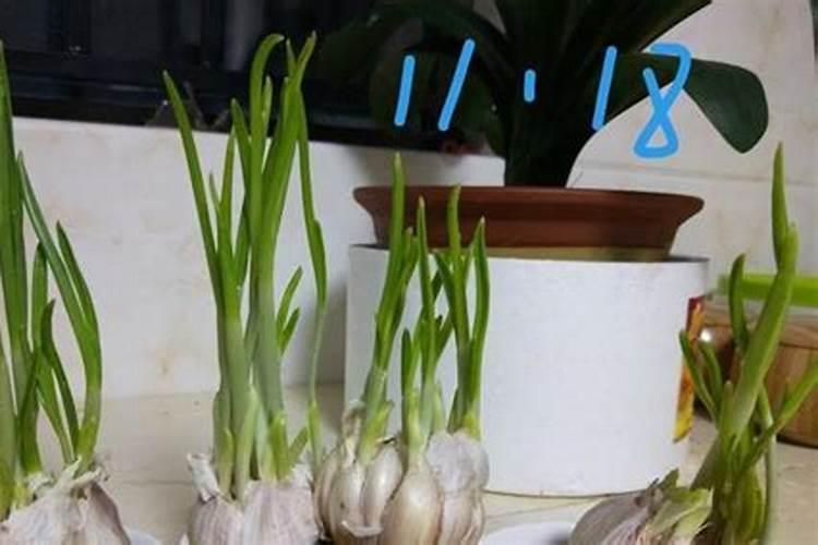 想要蒜薹更加粗壮均匀,应该怎么做呢？