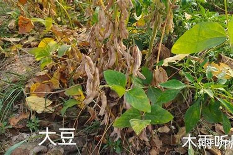 种黄豆用什么肥料最好