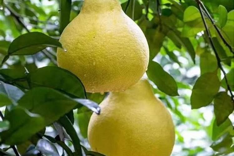 花卉可以施尿素吗