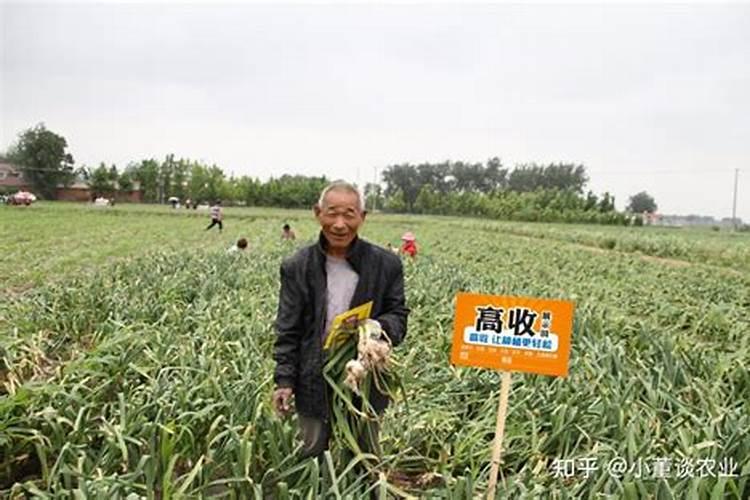 玉米苗移栽后几天施肥