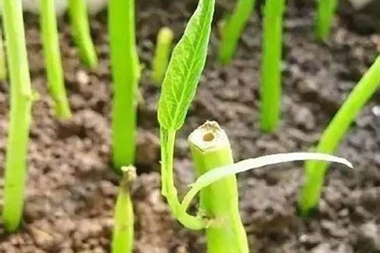 柏树移栽多久能缓过来