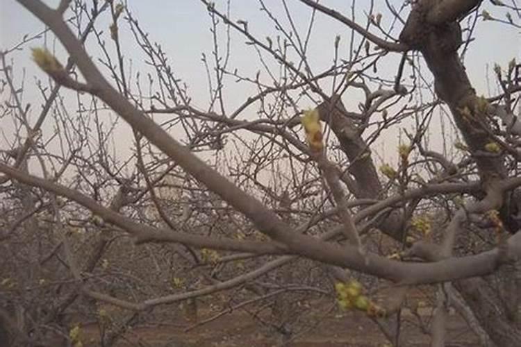 梨树硼肥能不能根浇灌呢？