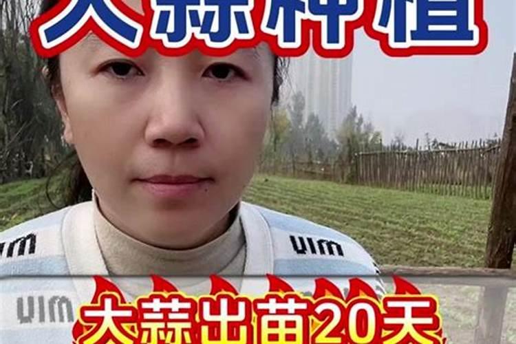 豆角种植期间适宜施加的肥料是啥？