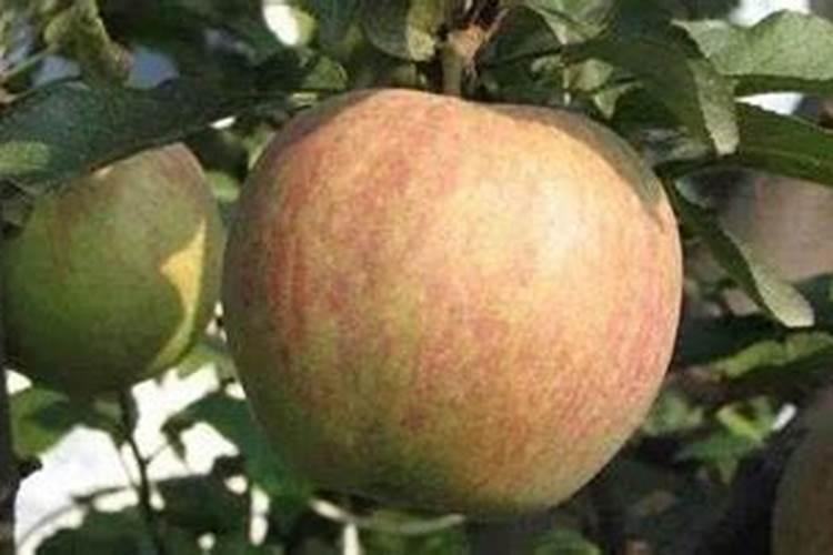 苹果树什么时间施纯钾肥面子？