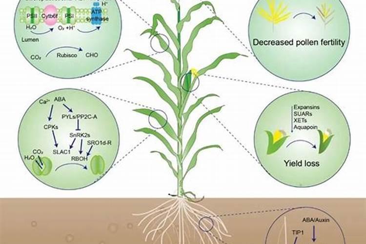 猕猴桃施什么肥好,