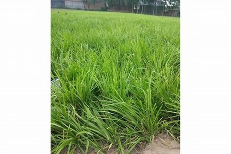 请问阳光玫瑰葡萄用赤霉酸对水的比例是多少,谢谢!