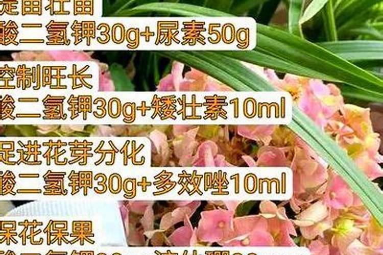 夏天梅花枯叶后浇水竟然长出花苞？