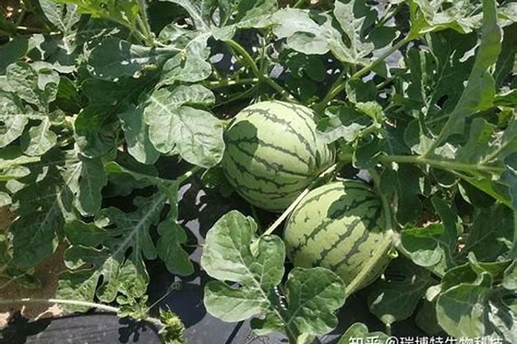 20里米花盆加施磷钾肥多少才好