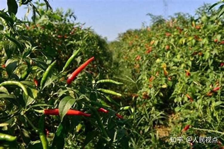 葫芦需要什么肥料 叶面肥使用最佳时间