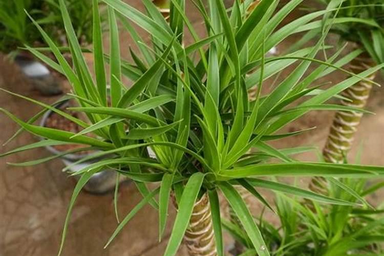 龙须树施什么肥最好