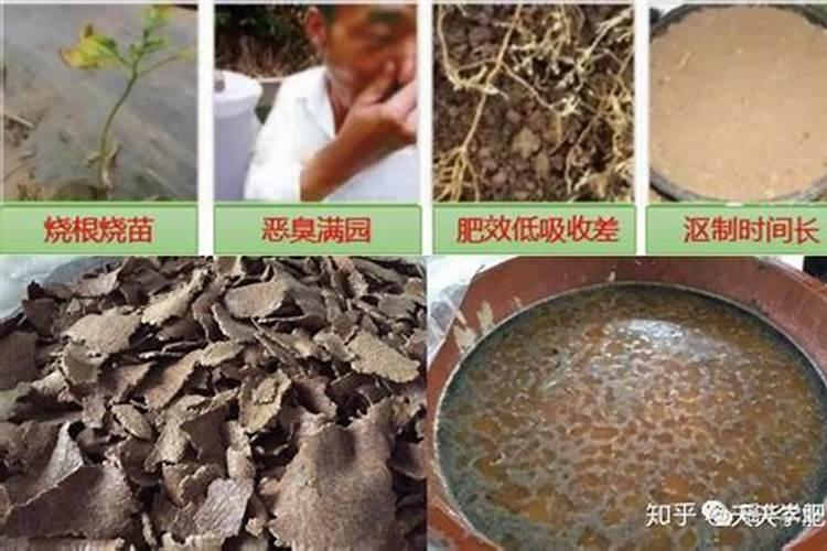 自制水溶叶面肥:清水30斤需用多少红糖和发酵粉