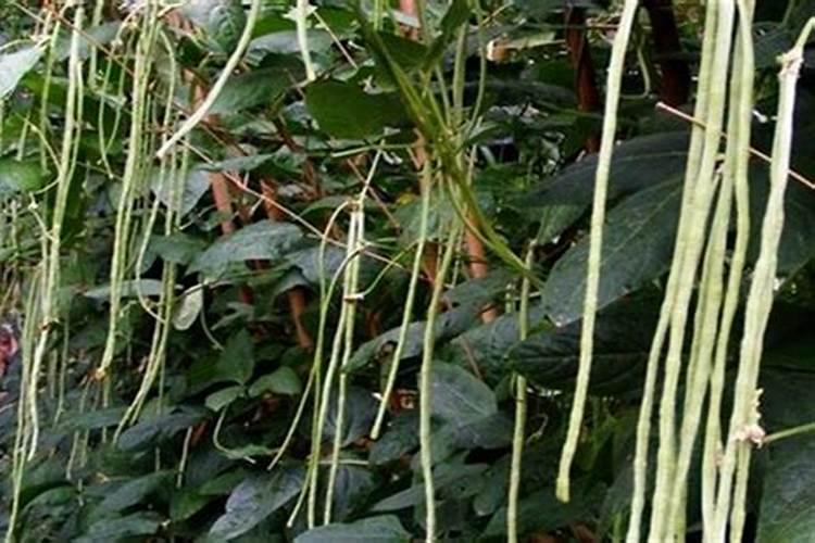 炒熟的黄豆可以做肥料吗 具体怎么操作能做肥料