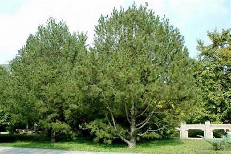 白皮松秋季施什么肥