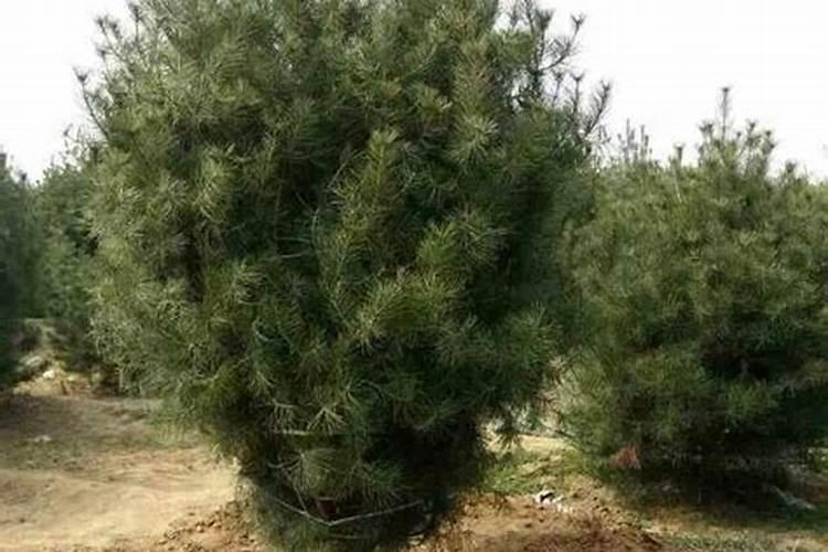 白皮松的修剪与管理方法