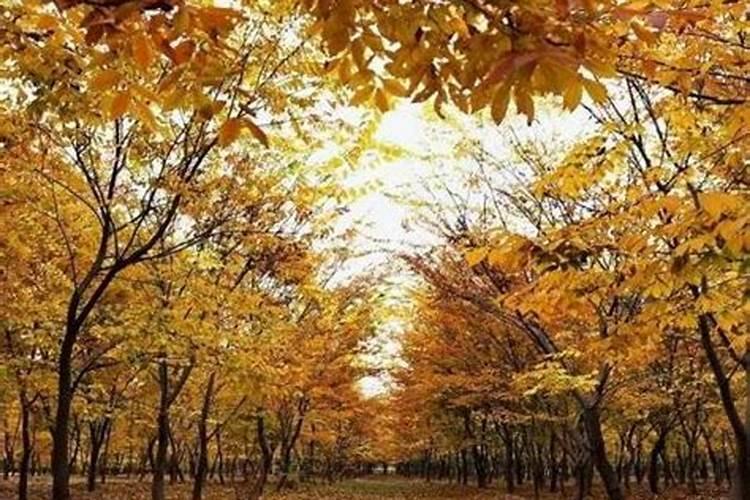 冬季白皮松上什么化肥好 白皮松适合用什么肥料