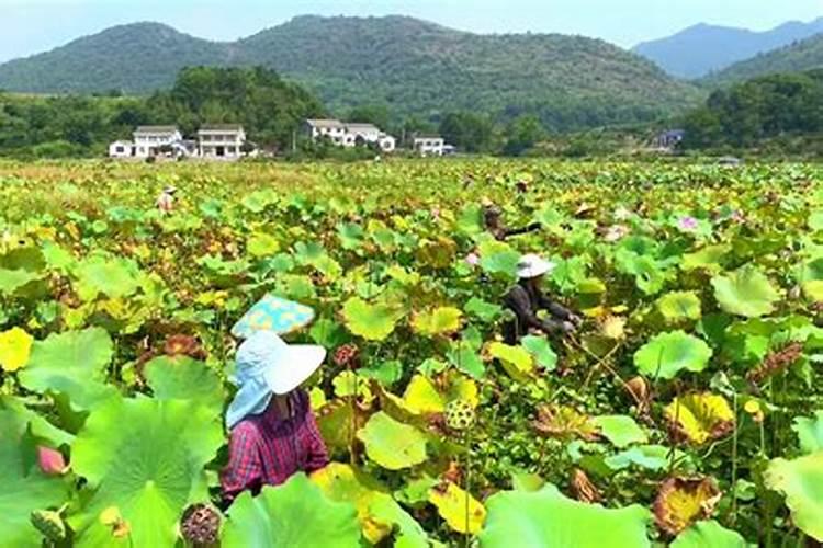 用自制的鱼蛋白浇果树要稀释多少