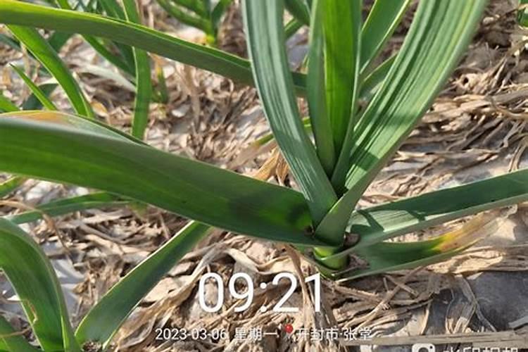 磷酸二氢钾能加入人粪尿施柑橘肥吗？