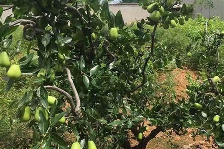 什么钙片能代替青菜吃？