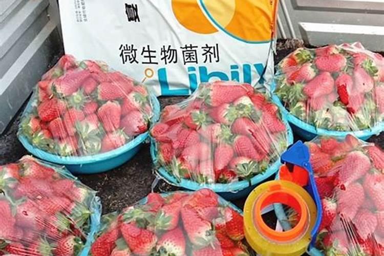 菌肥好坏怎么辨别