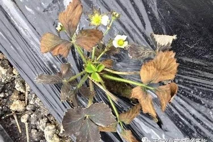 草莓苗用了全水溶复合肥烧了大半怎么办