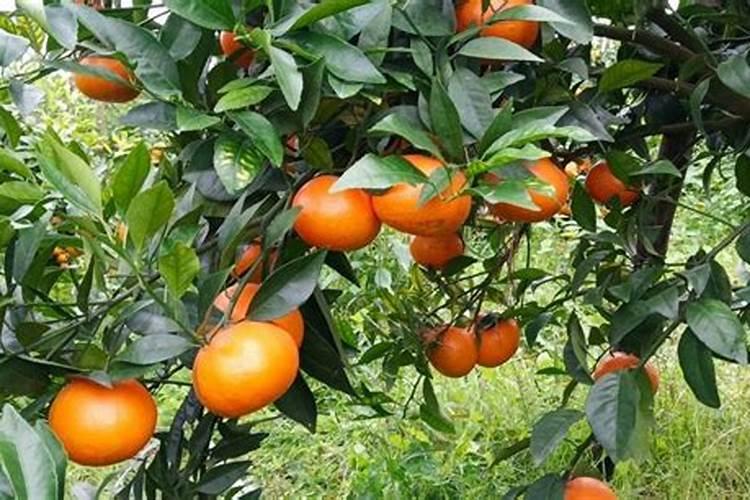 可以把液体钙放冰箱吗 液体钙能放冰箱吗