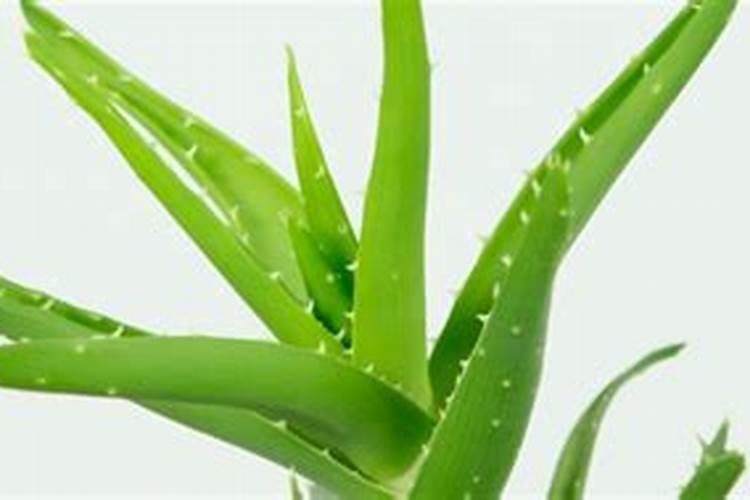 河南明德立达农业科技有限公司怎么样？