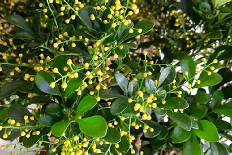 米兰花花期怎么施肥