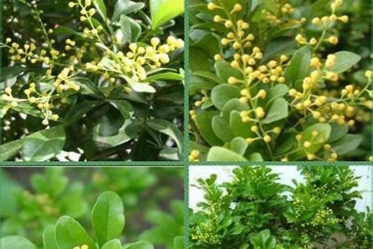 米兰花花期怎么施肥