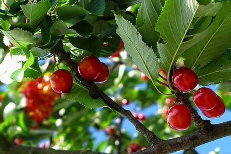 樱桃防裂果最佳方法
