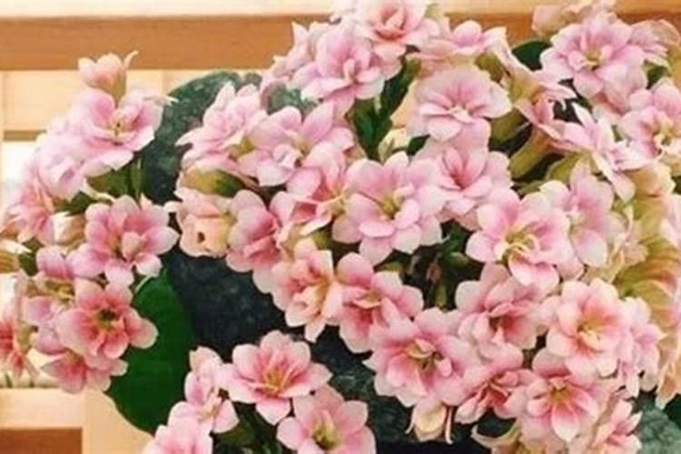 橘子树最好的肥料是什么？