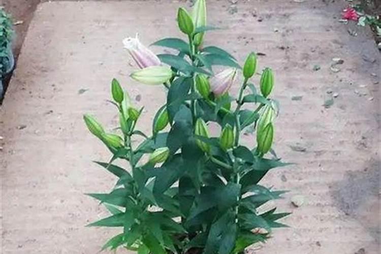 百合什么时候施肥 百合哪个时候施肥