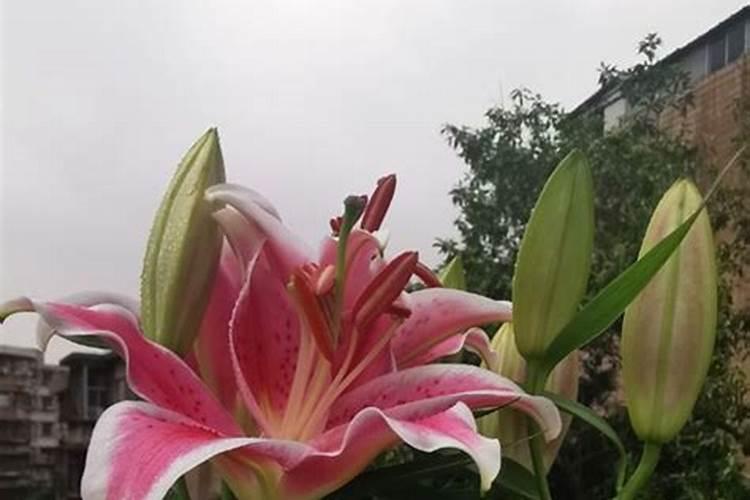 百合什么时候施肥 百合哪个时候施肥