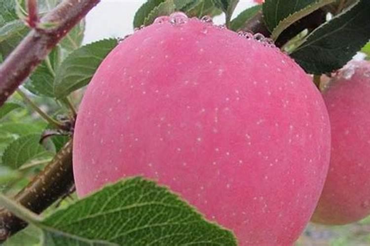 玉米除草剂早上打好还是晚上打能不能放农药里面