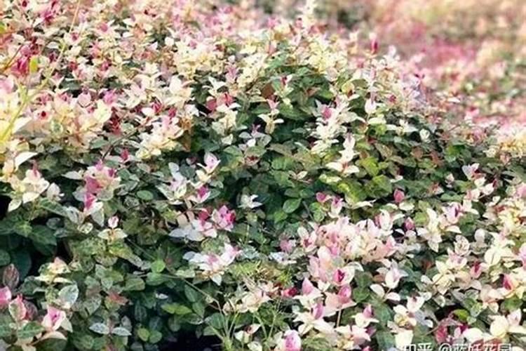 花叶络石的养殖方法和注意事项 盆栽